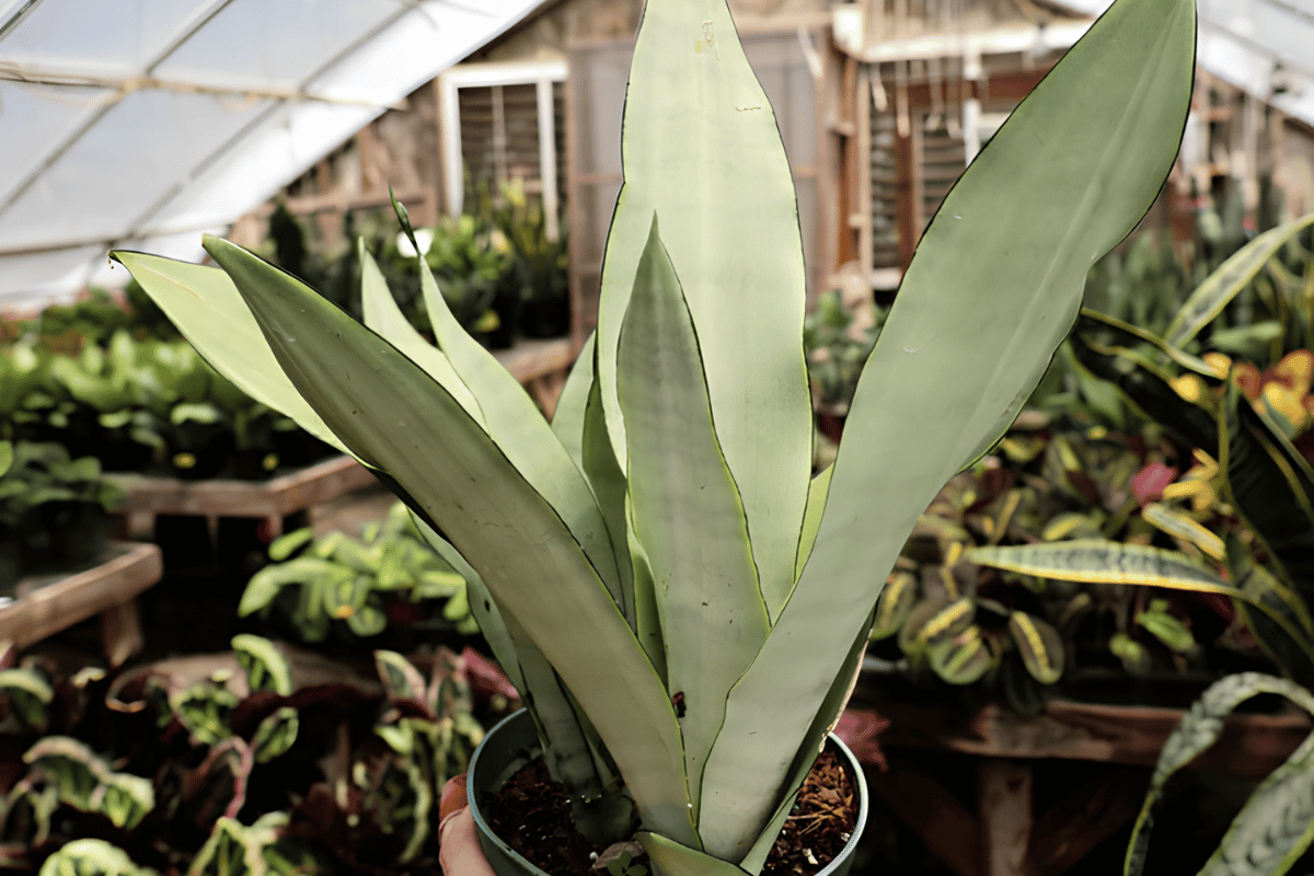 Moonshine snake plant.png